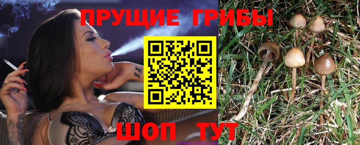 Галлюциногенные грибы Psilocybe  Галлюциногенные грибы ЛСД  закладка  Бердск 